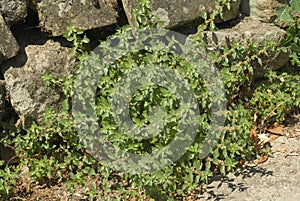 Parietaria judaica, Allergens Plants