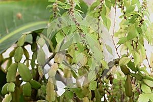 Parietaria judaica Spreading pellitory leaves. 2