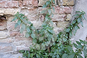 Parietaria officinalis attached old wall