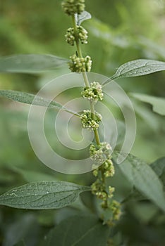 Parietaria officinalis close up