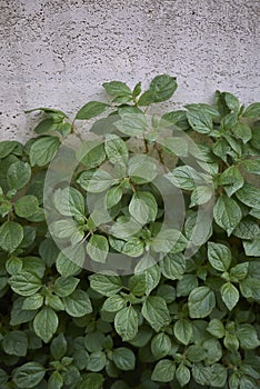 Parietaria officinalis plants