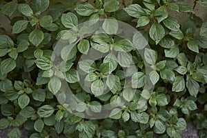 Parietaria officinalis plants