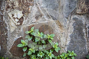 Parietaria officinalis is a species of flowering plants in the Urticaceae family