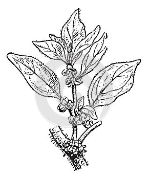 Parietaria, vintage engraving