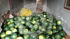 Parigi Moutong Regency is the largest producer of watermelons in Central Sulawesi photo