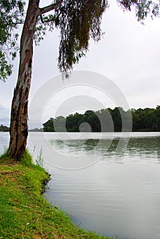 Paringa Eucalypt photo