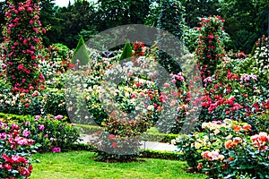 Paris- Bois de Boulogne classic rose garden in the Roseraie de Bagatelle photo