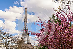 Paris France at Eiffel Tower with spring cherry blossom