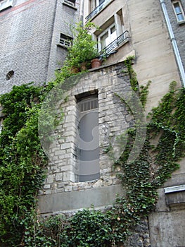 Paris, France June 2, 2007. Paris street, stone house with a metal door and several windows. Liana or green ivy on an