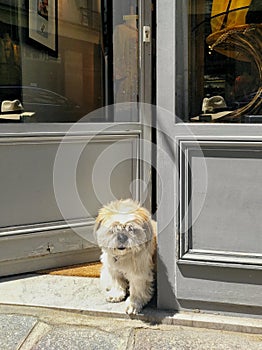 PARIS, FRANCE - MAY 04, 2023: funny dog ??at the door of a shop