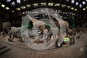 PARIS, FRANCE - NOVEMBER 18 2021 - Evolution Gallery Museum of natural history Grande Galerie de l`Ã‰volution
