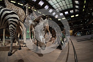 PARIS, FRANCE - NOVEMBER 18 2021 - Evolution Gallery Museum of natural history Grande Galerie de l`Ã‰volution