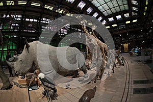 PARIS, FRANCE - NOVEMBER 18 2021 - Evolution Gallery Museum of natural history Grande Galerie de l`Ã‰volution