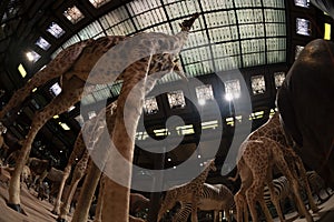 PARIS, FRANCE - NOVEMBER 18 2021 - Evolution Gallery Museum of natural history Grande Galerie de l`Ã‰volution