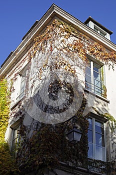 PARIS, FRANCE - November 19, 2023: buildings with curly yellow leaves.