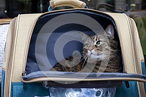 PARIS, FRANCE - OCTOBER 18, 2022: backpack for carrying a cat with a porthole. Traveling with animals