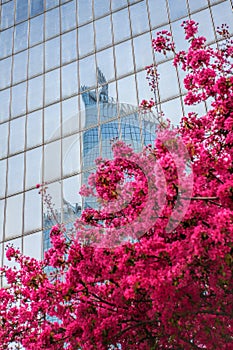 Paris La Defense with spring tree in France