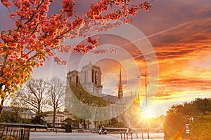 Paris, Notre Dame cathedral with blossomed treeagainst colorful sunrise in France