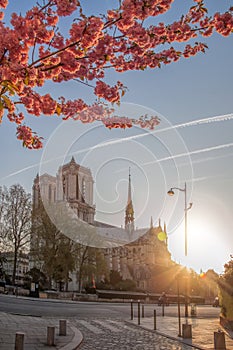 Paris, Notre Dame cathedral with spring trees in France