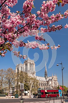 Paris, Notre Dame cathedral with spring trees in France