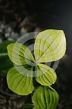 Paris quadrifolia close-up. A perfect plant sample.