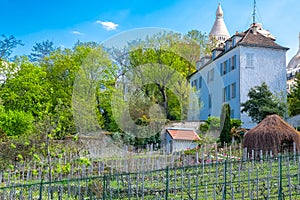 Paris, vineyards of Montmartre