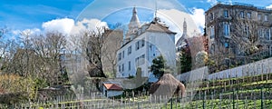 Paris, vineyards of Montmartre