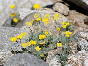 Parish's Poppy - Eschscholzia parishii