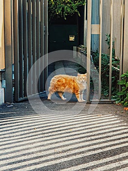 Parisian cat, Mammal, Pets, animal