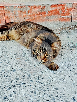 Parisian cat, Mammal, Pets, animal