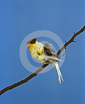 Parisian Frilled Canary, serinus canaria, Adult standing on Branch