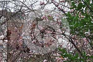 parisian houses and blooming trees, typical city view