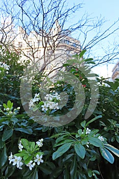 parisian houses and blooming trees, typical city view