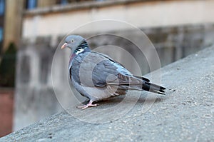 Parisinian pigeon, Paris city avian