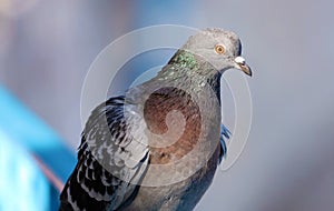 Parisinian pigeon, Paris city avian. Peace dove in the streets of the famous French City.