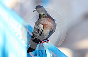 Parisinian pigeon, Paris city avian. Peace dove in the streets of the famous French City.