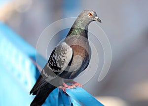 Parisinian pigeon, Paris city avian. Peace dove in the streets of the famous French City.