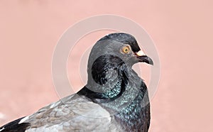 Parisinian pigeon, Paris city avian. Peace dove in the streets of the famous French City.