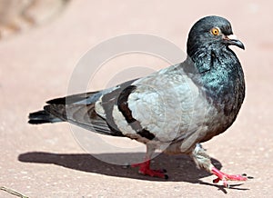 Parisinian pigeon, Paris city avian. Peace dove in the streets of the famous French City.