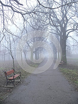 Park alley in the fog