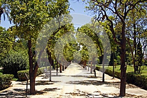 park alley in hot sunny day