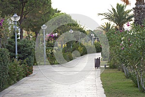 park with alley of pink blossoming trees. Spring landscape. Walking path under the beautiful flower tunnel during blossom season.