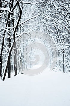 Park alley with snow