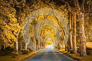 Park alley with trees in autumn colours