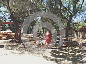 In park animal in sunny day photo