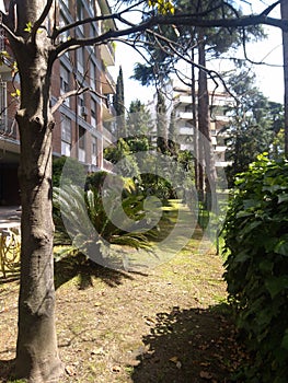 Park around residential area in Rome with different type of trees