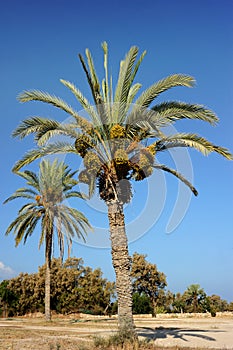 Park of Ashkelon in Israel