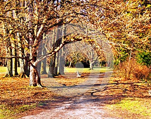 Park in autumn