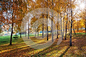 Park in autumn, golden leaves and light, birch grove in the morning sun