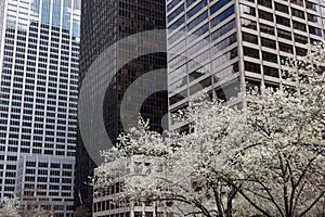 Park Avenue Office Buildings and Flowering Trees during Spring in Midtown Manhattan of New York City